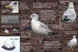 Ring-billed Gull photographed at Rue des Frances on 19/1/2009. Photo: &copy; Mark Lawlor