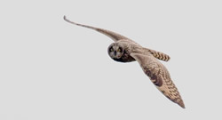 Short-eared Owl photographed at Herm [HER] on 2/10/2007. Photo: &copy; Phil Alexander