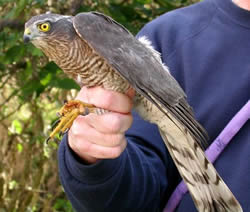 Sparrowhawk photographed at Ty Coed on 17/11/2005. Photo: &copy; Paul Veron