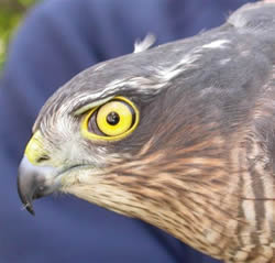 Sparrowhawk photographed at Ty Coed on 17/11/2005. Photo: &copy; Paul Veron