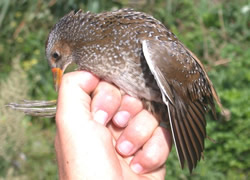 Spotted Crake photographed at Claire Mare [CLA] on 10/8/2004. Photo: &copy; Jamie Hooper
