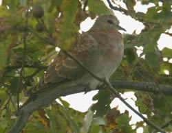 Turtle Dove photographed at Bas Capelles [BAS] on 0/10/2004. Photo: &copy; Rod Ferbrache