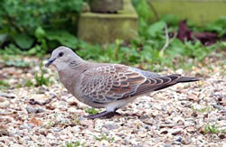 Turtle Dove photographed at Le Menage on 0/9/2008. Photo: &copy; Dee Langmead