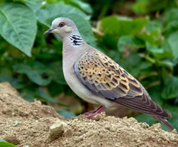 Turtle Dove photographed at Les Vicheris [VI3] on 13/6/2009. Photo: &copy; Carolyn Brouard