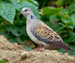 Turtle Dove photographed at Les Vicheris [VI3] on 13/6/2009. Photo: &copy; C Brouard
