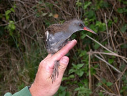 Water Rail photographed at Claire Mare [CLA] on 0/0/2003. Photo: &copy; Bob Murphy