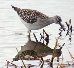 Wood Sandpiper photographed at Claire Mare [CLA] on 17/8/2007. Photo: &copy; Bob Murphy