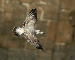 Herring Gull photographed at St Peter Port Fish Quay on 19/3/2005. Photo: &copy; Barry Wells
