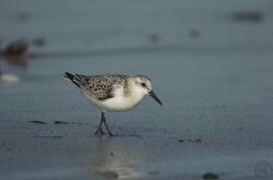 Sanderling photographed at Rocquaine Bay on 18/9/2005. Photo: &copy; Barry Wells