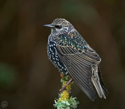 Starling photographed at Les Caches on 14/1/2006. Photo: &copy; Barry Wells