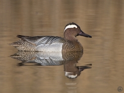 Garganey photographed at Rue des Bergers NR on 6/4/2007. Photo: &copy; Barry Wells