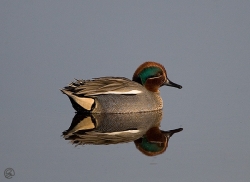 Teal photographed at La Claire Mare on 17/2/2007. Photo: &copy; Barry Wells