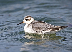 Grey Phalarope photographed at L'Eree on 24/8/2008. Photo: &copy; Barry Wells